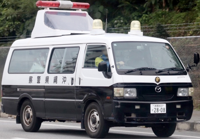 ボンゴブローニイ